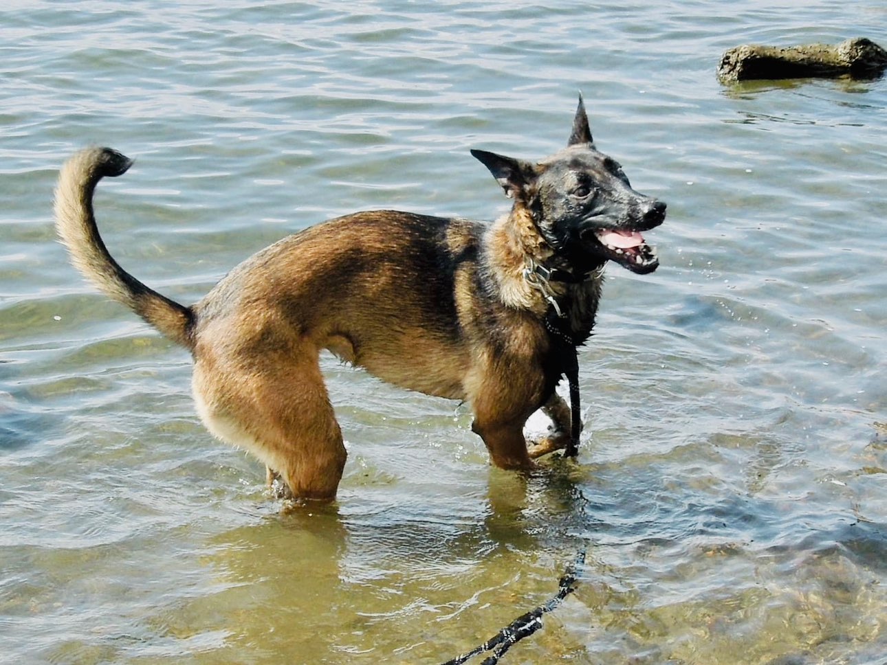 A picture of Dior - MAD, a 1 year 11 months old Other Mix dog.