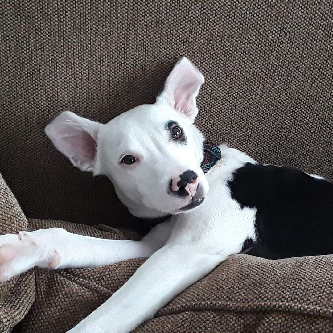 A picture of Walter, a 4 years 9 months old Other Mix dog.