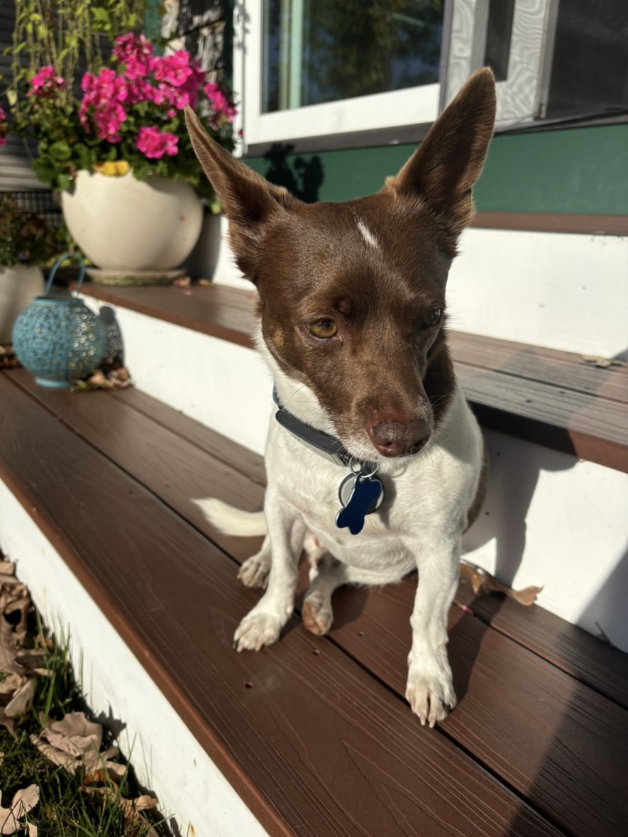 A picture of Tito, a 7 years 11 months old Other Mix dog.