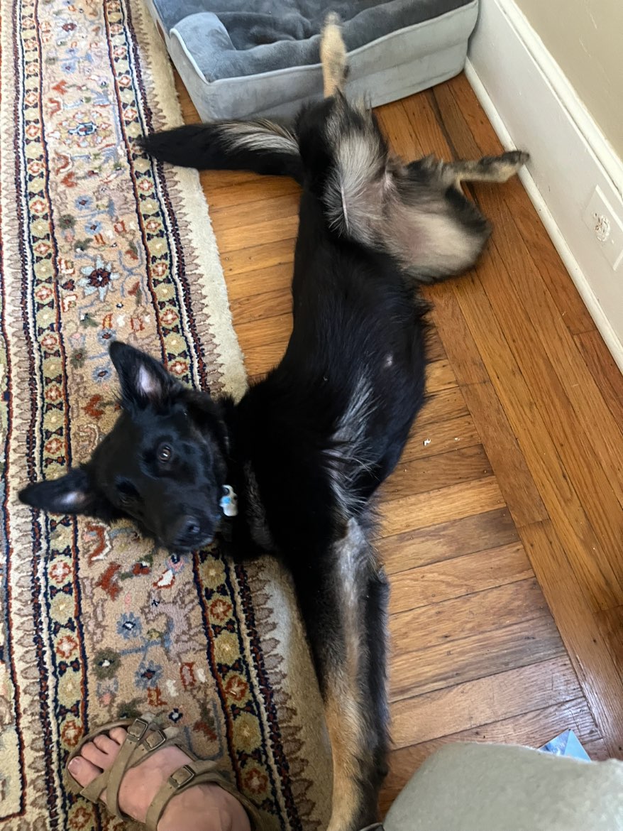 A picture of Phoebe, a 1 year old Other Mix dog.