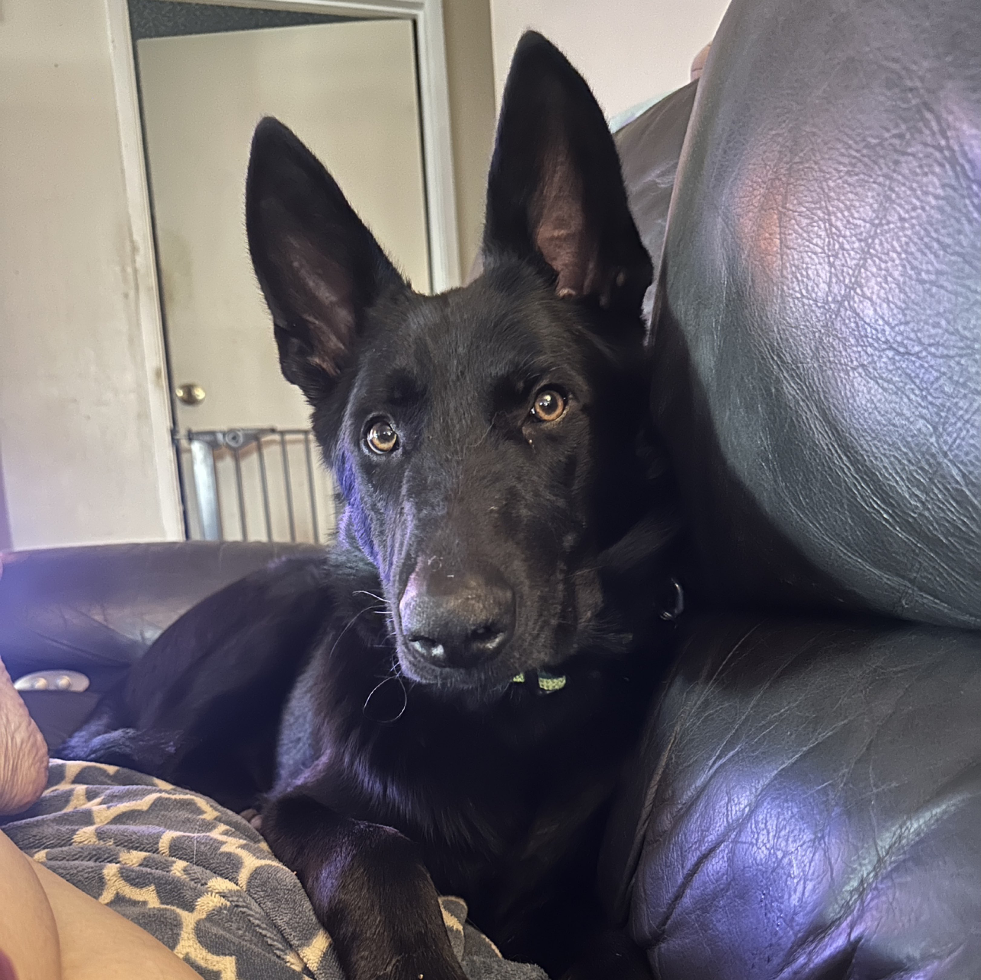 A picture of Zuko, a 8 months old Other dog.