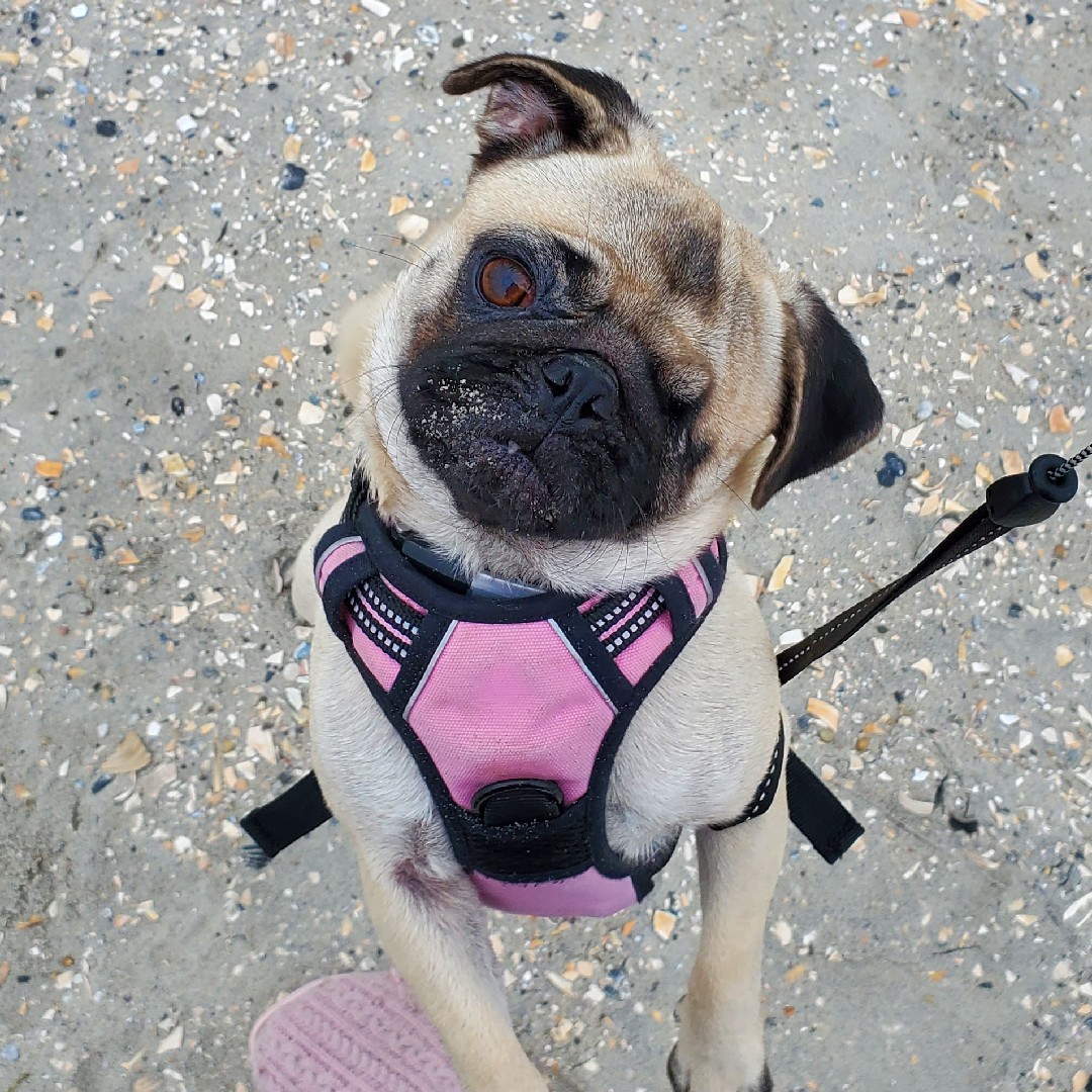 A picture of Safi, a 5 years 6 months old Other dog.