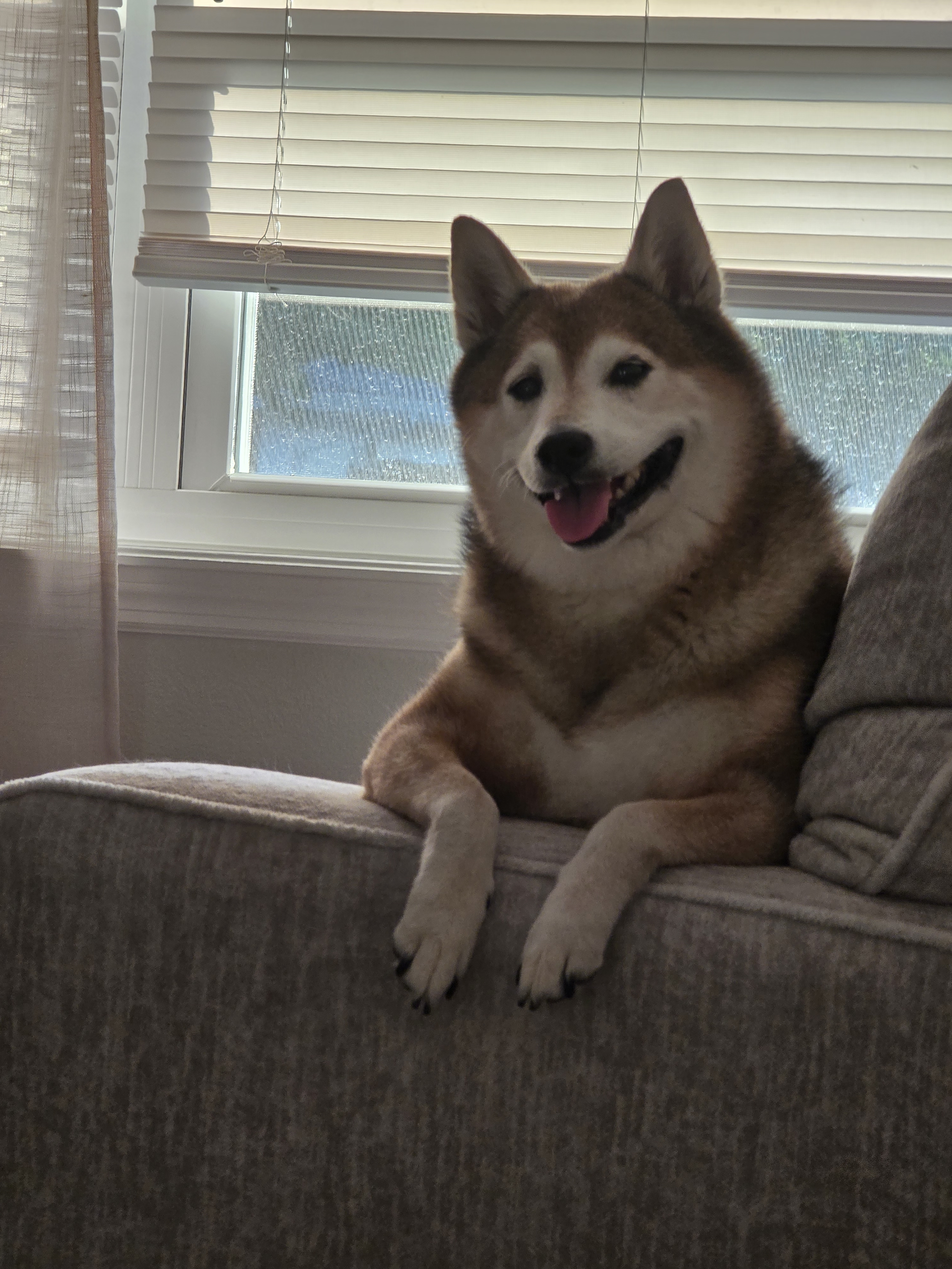 A picture of Ares, a 9 years 10 months old Other dog.