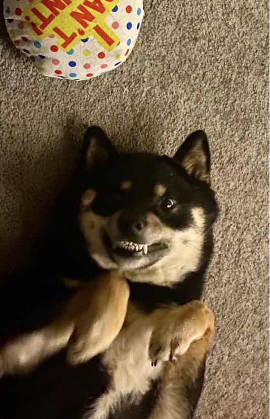 A picture of Chihiro, a 3 years 10 months old Other dog.