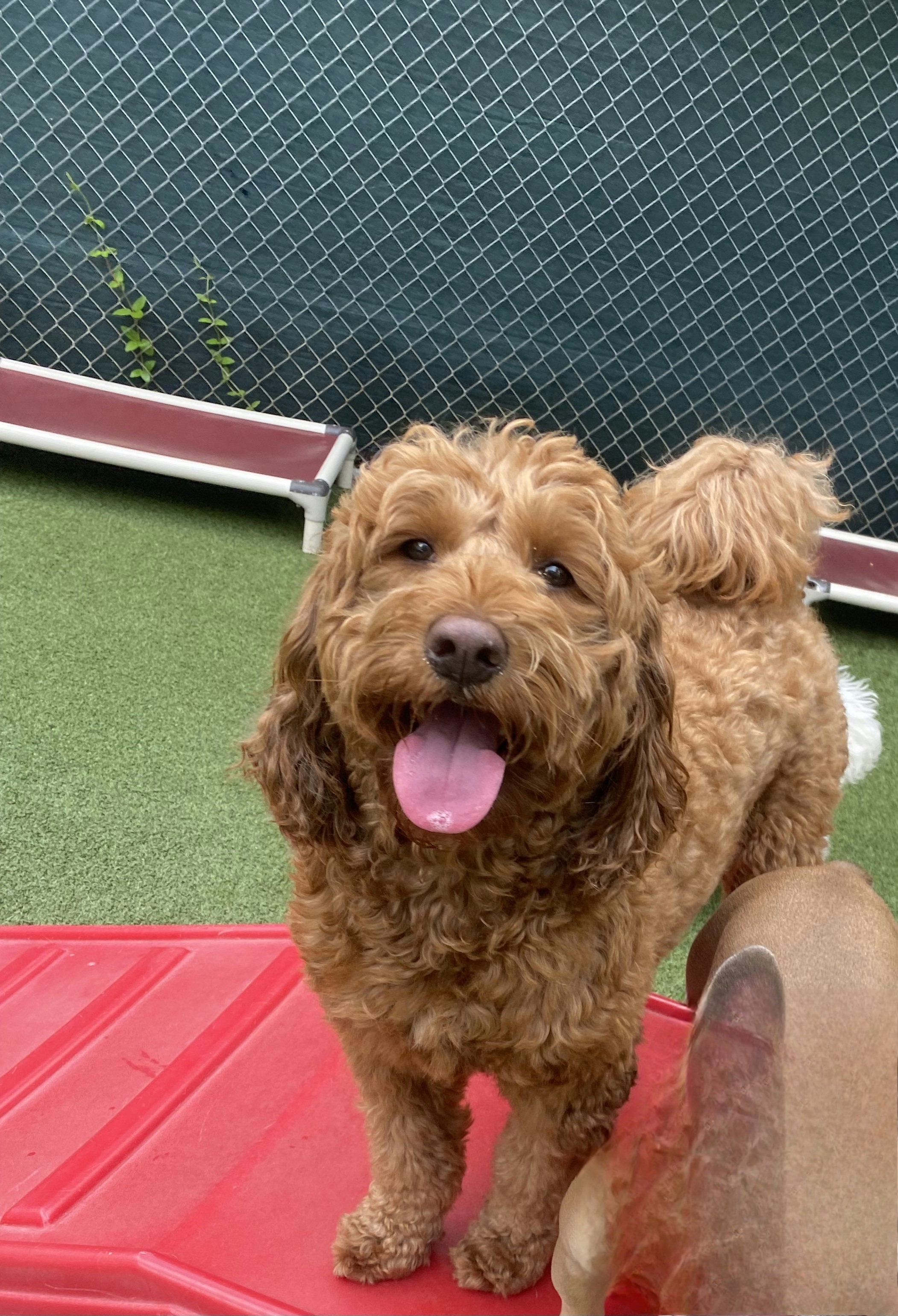 A picture of Charlie, a 3 years 4 months old Other dog.