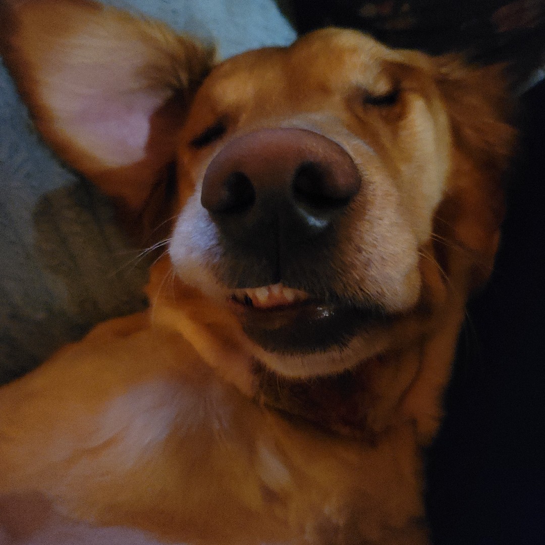 A picture of Oakley, a 7 years old Other dog.