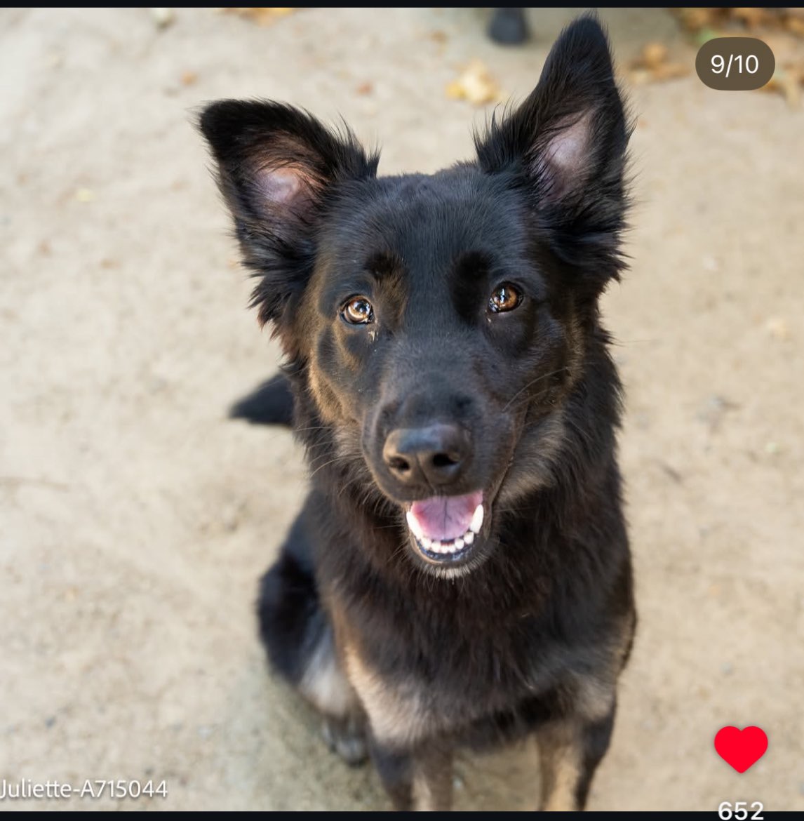 A picture of Phoebe, a 1 year old Other Mix dog.