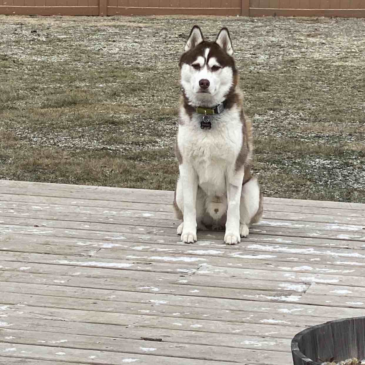 A picture of Sasuke, a 4 years 9 months old Other dog.
