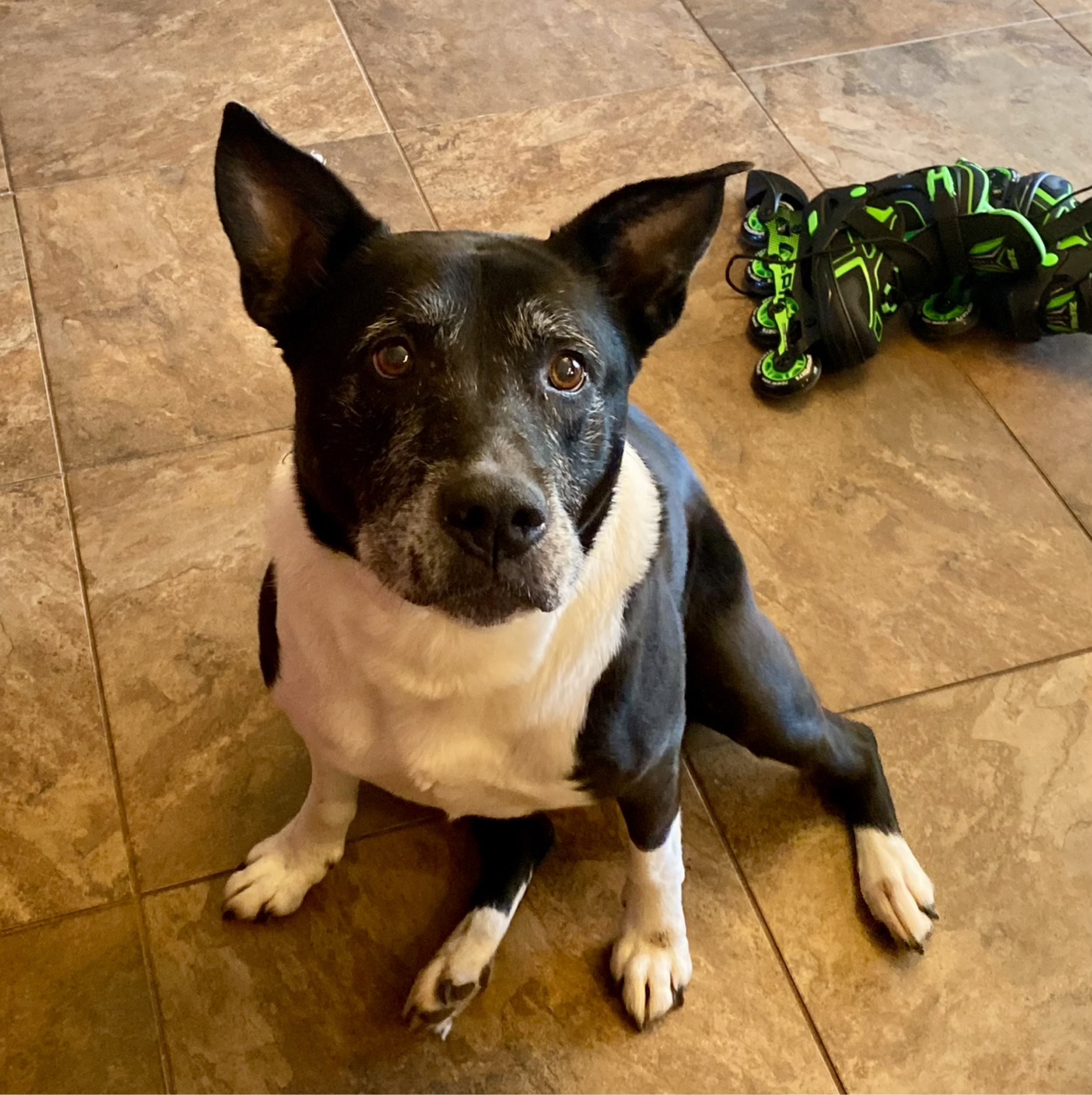 A picture of Rogue, a 13 years 9 months old Other Mix dog.