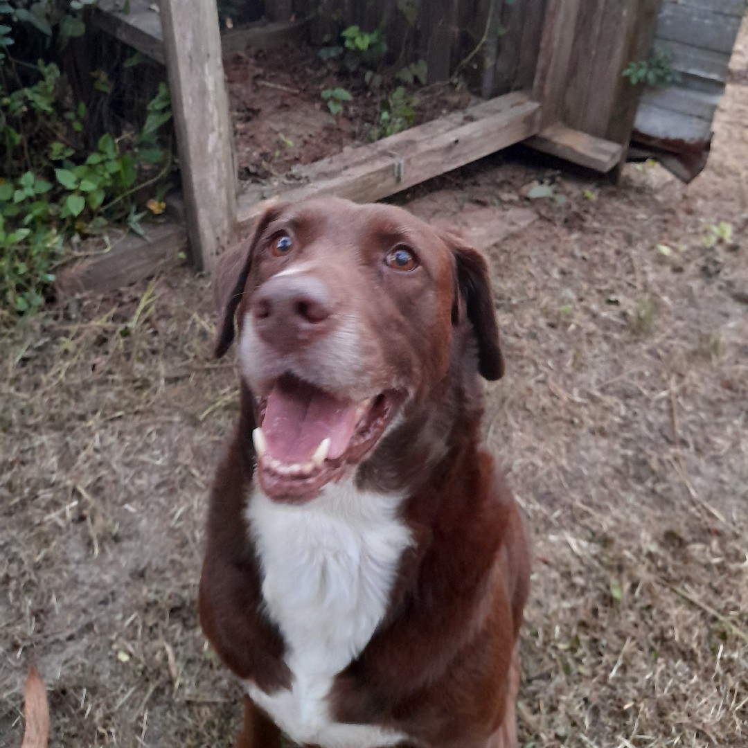 A picture of Lady Falcor, a 13 years old Other Mix dog.
