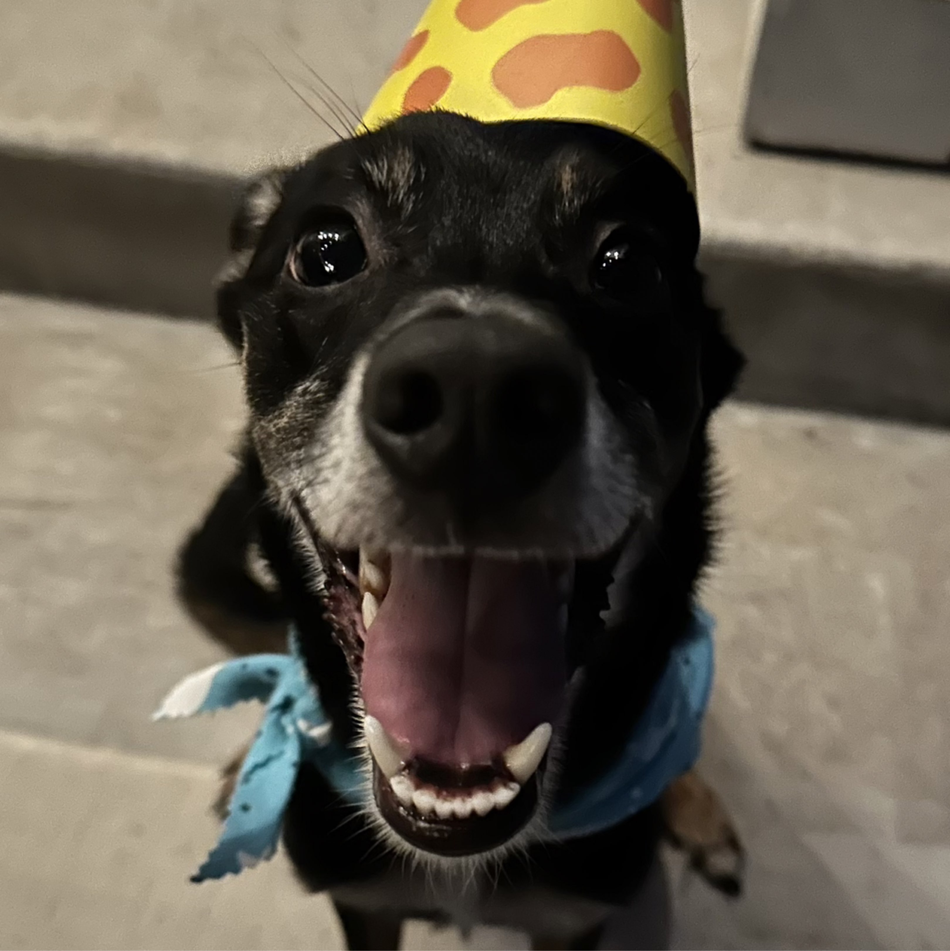 A picture of Jupiter, a 6 years 2 months old Australian Shepherd Mix dog.
