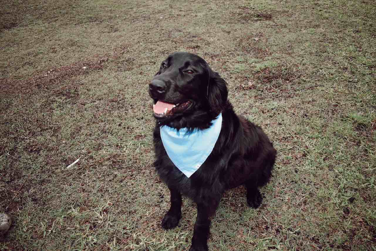 A picture of Athens, a 3 years 5 months old Other dog.