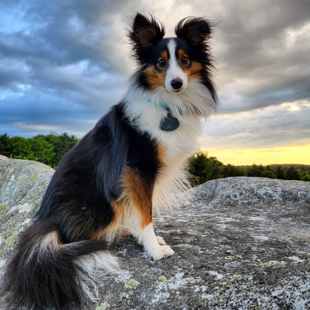 A picture of Bandit, a 3 years 1 month old Other dog.