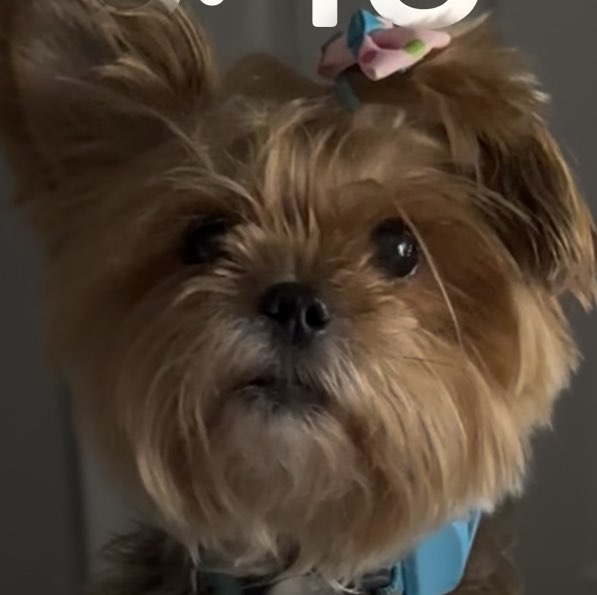 A picture of Anastasia, a 6 years 2 months old Other dog.