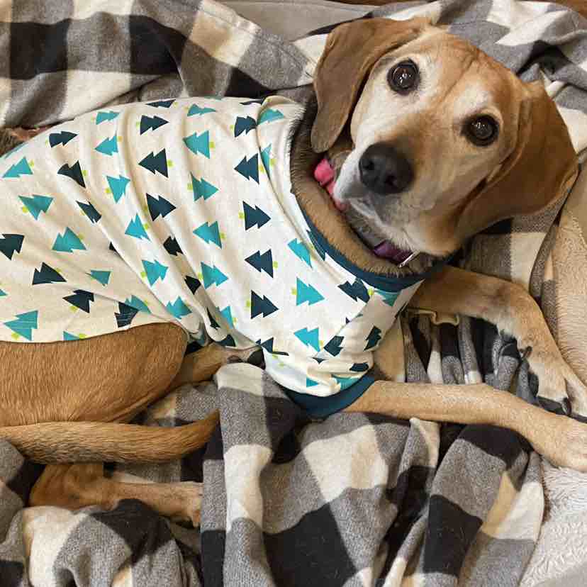 A picture of Junie, a 13 years 11 months old Other Mix dog.