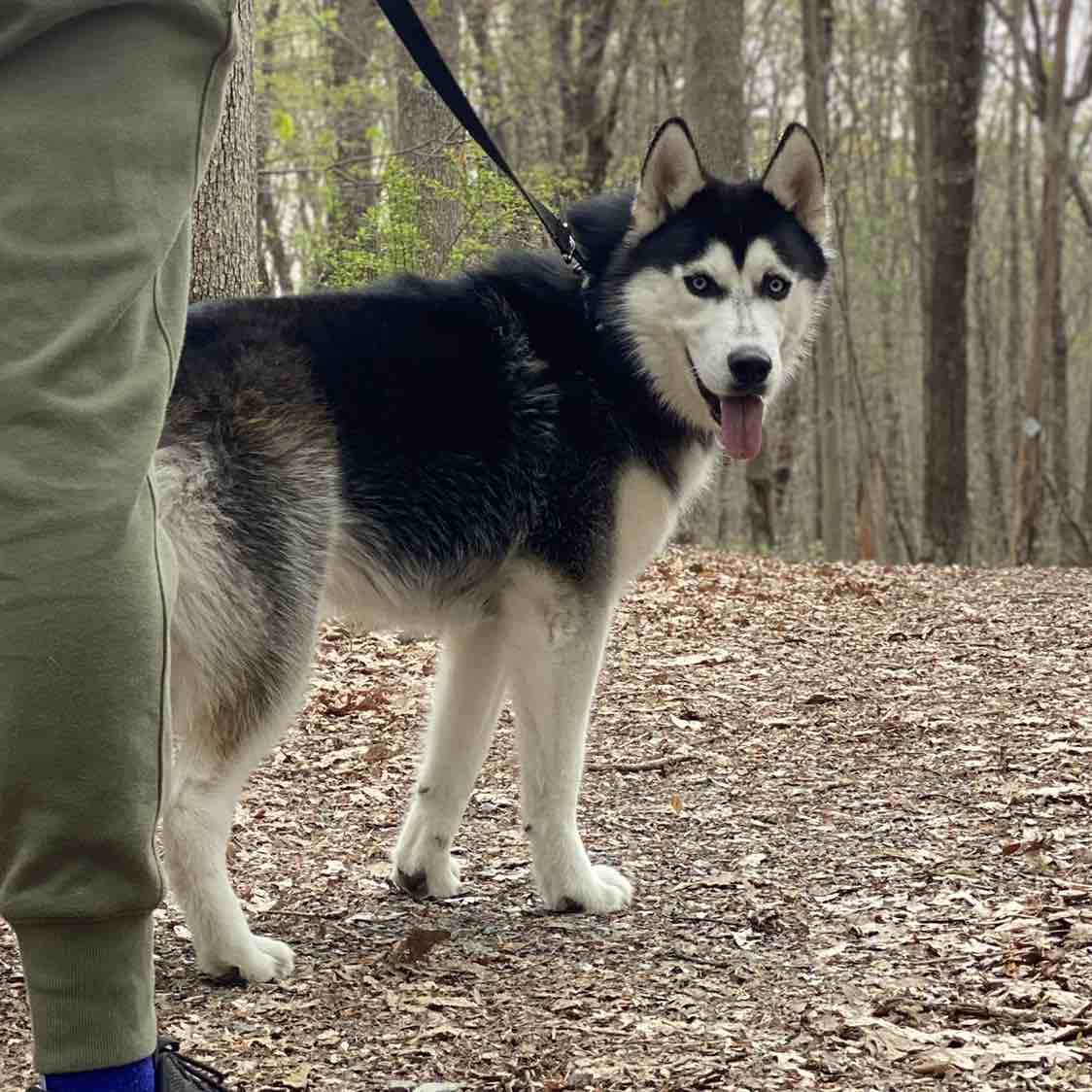 A picture of Chief, a 3 years old Other dog.