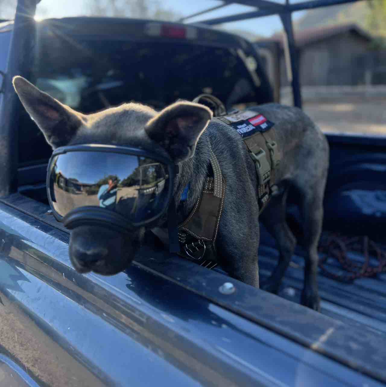 A picture of Oatlee, a 2 years old Other Mix dog.
