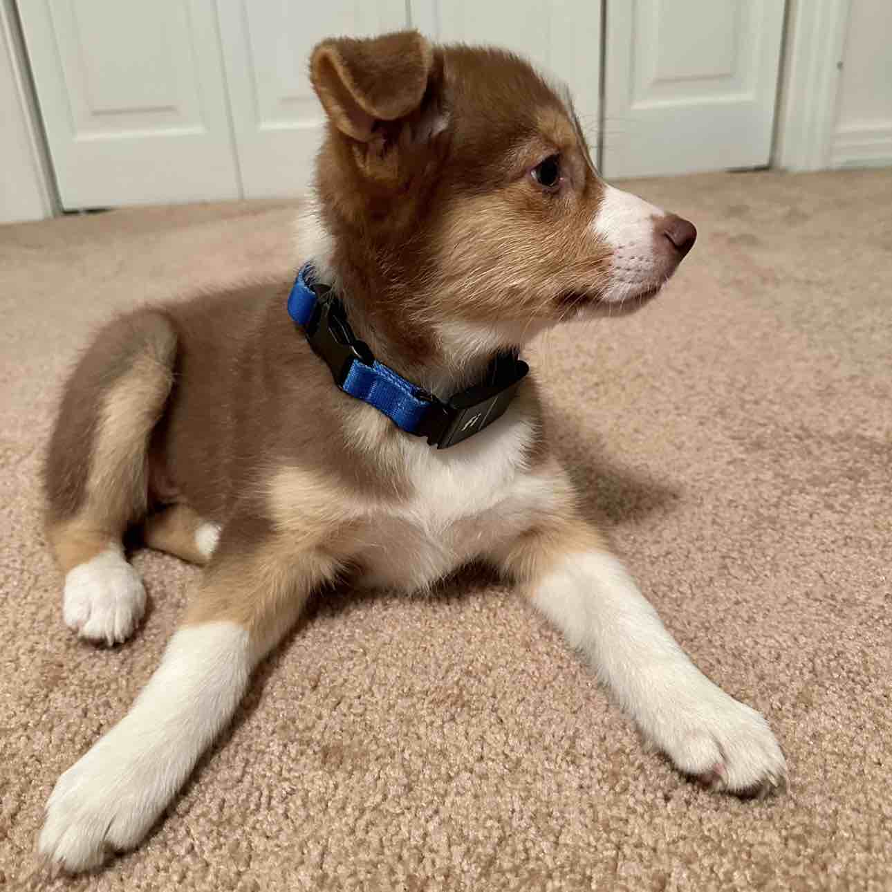 A picture of Nunu, a 1 year 5 months old Other Mix dog.