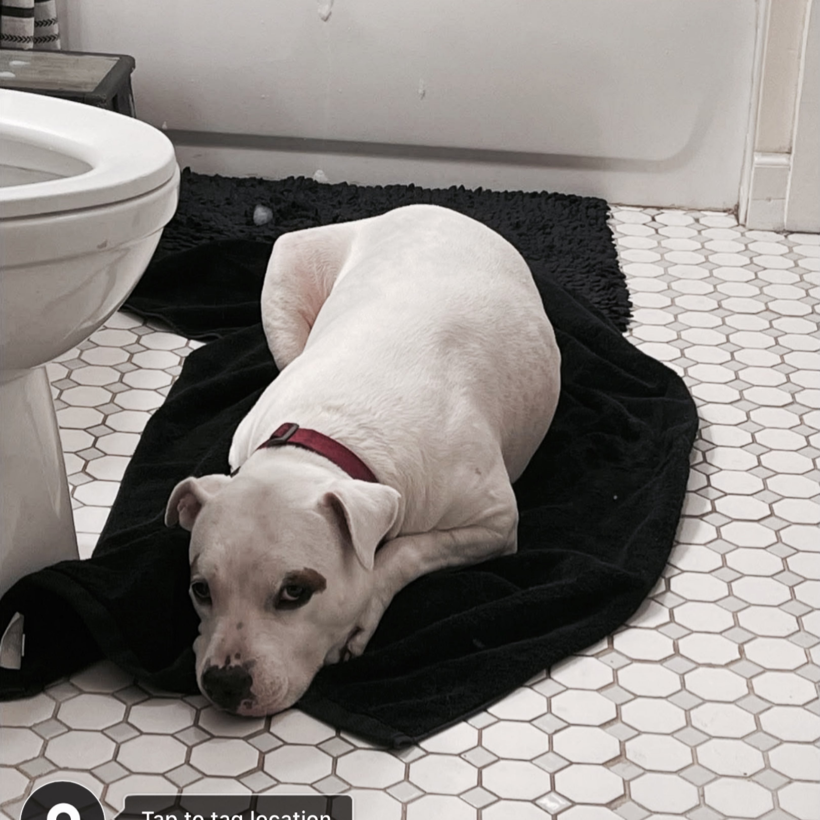 A picture of Bahama, a 10 years 6 months old Other dog.