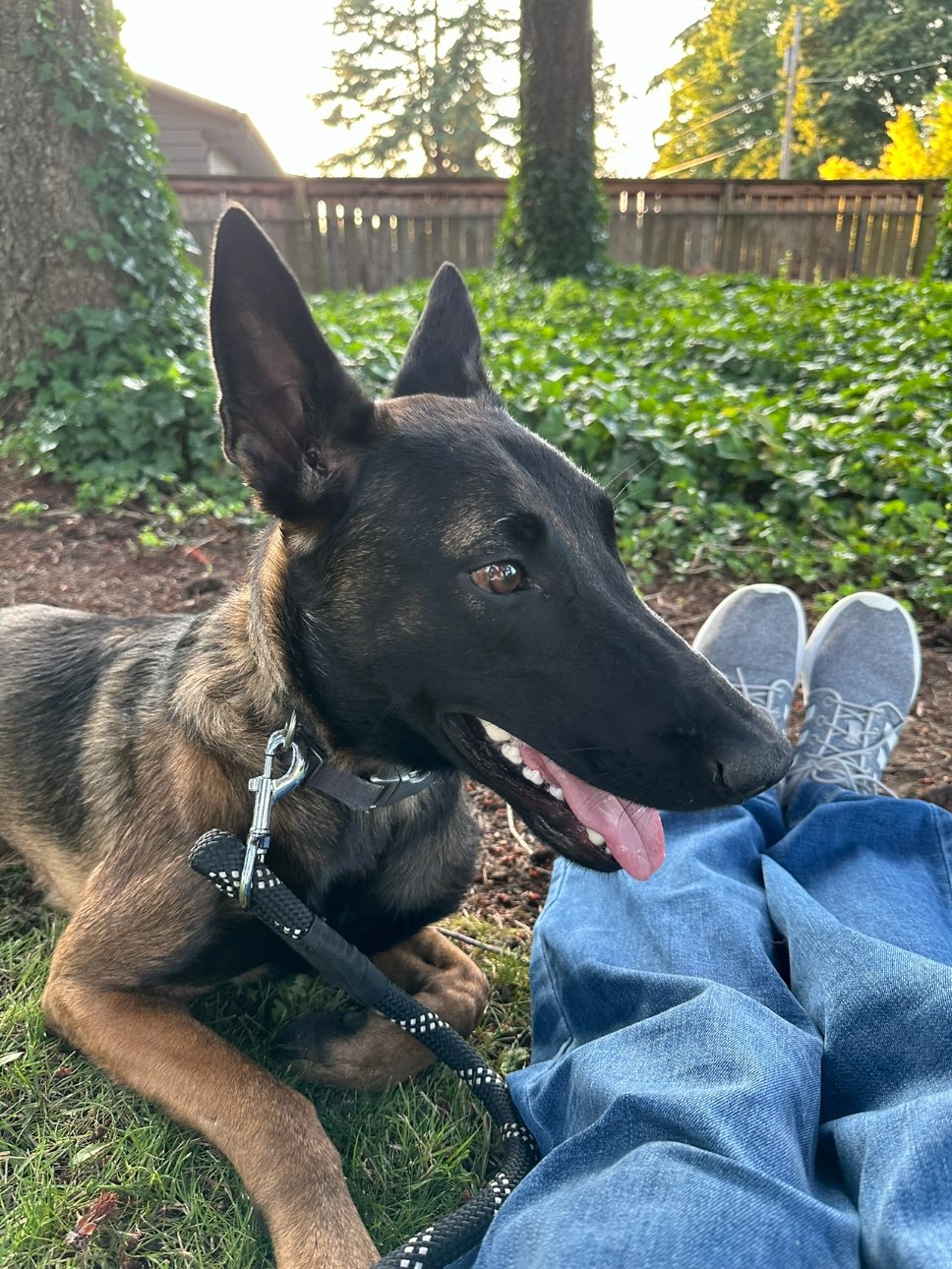 A picture of Dior - MAD, a 1 year 11 months old Other Mix dog.