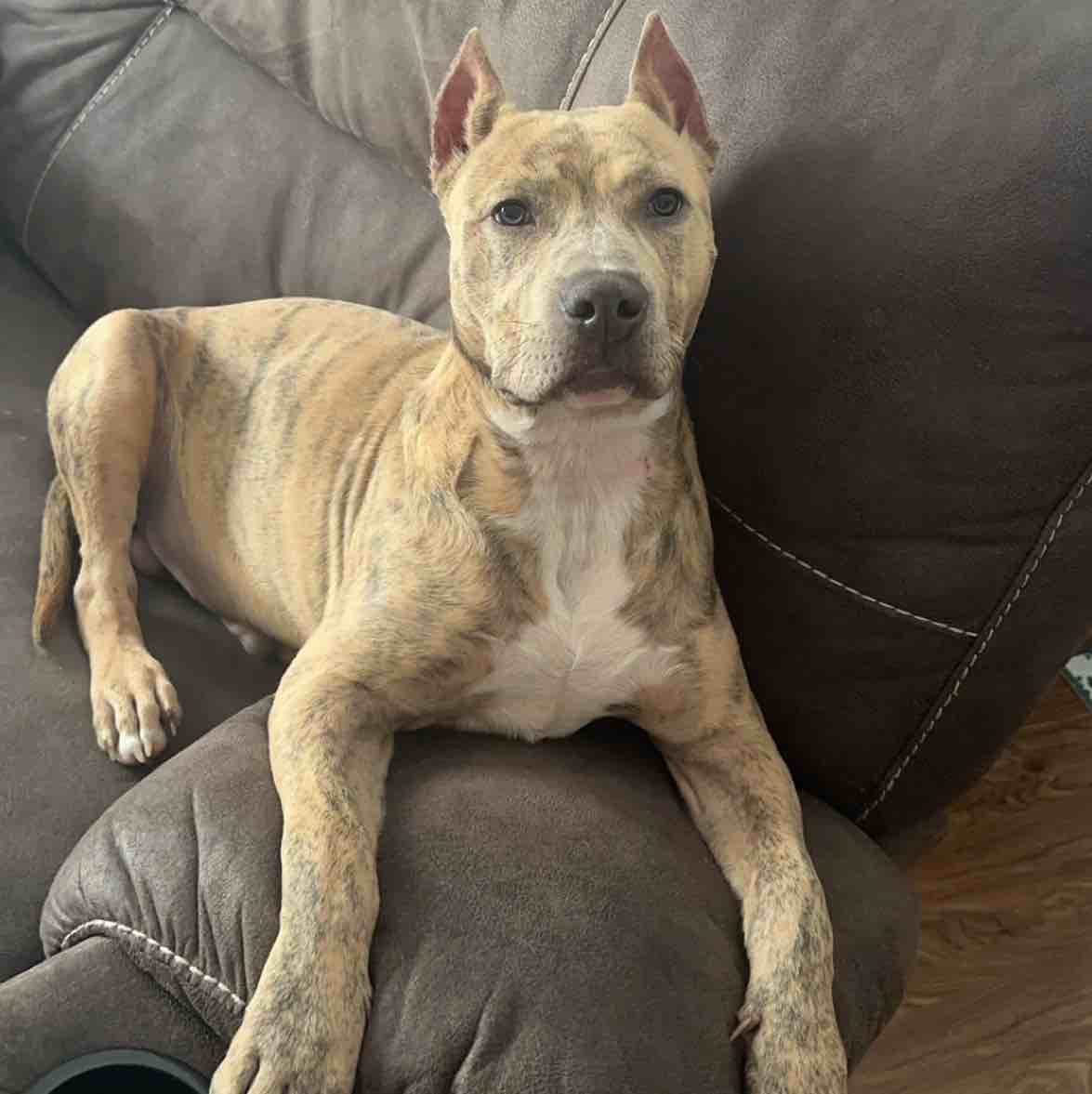 A picture of Gunnar, a 2 years 3 months old Other dog.