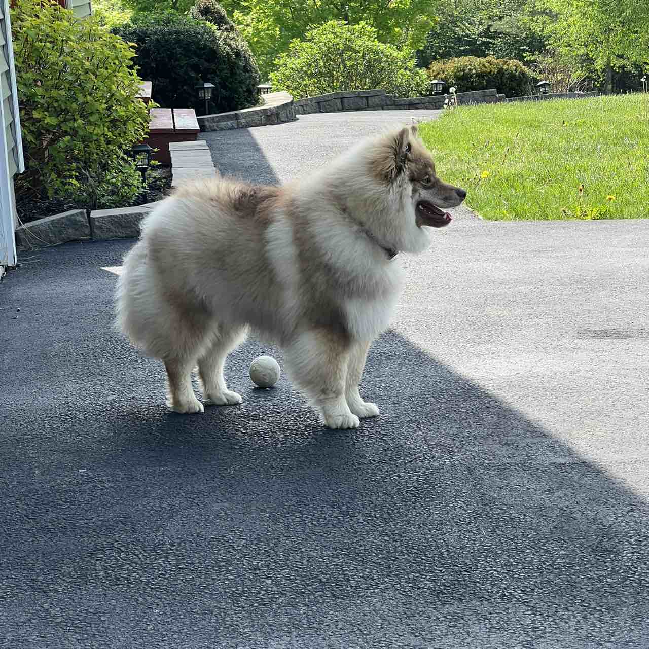 A picture of Elo, a 3 years 8 months old Other dog.