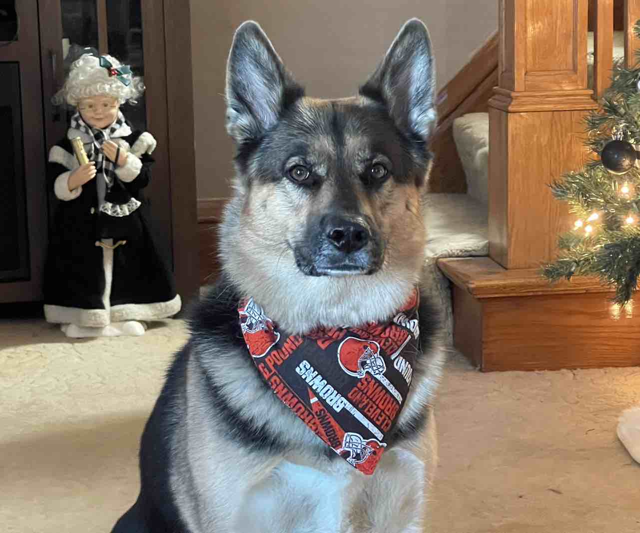 A picture of Lacy, a 5 years 10 months old Other Mix dog.