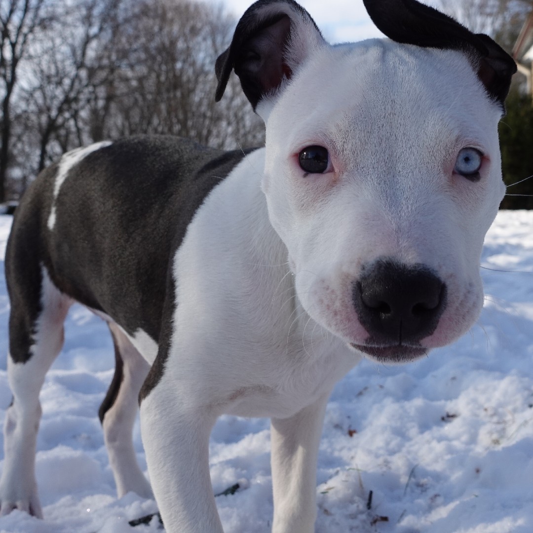 A picture of Kari, a 3 years 9 months old Other Mix dog.