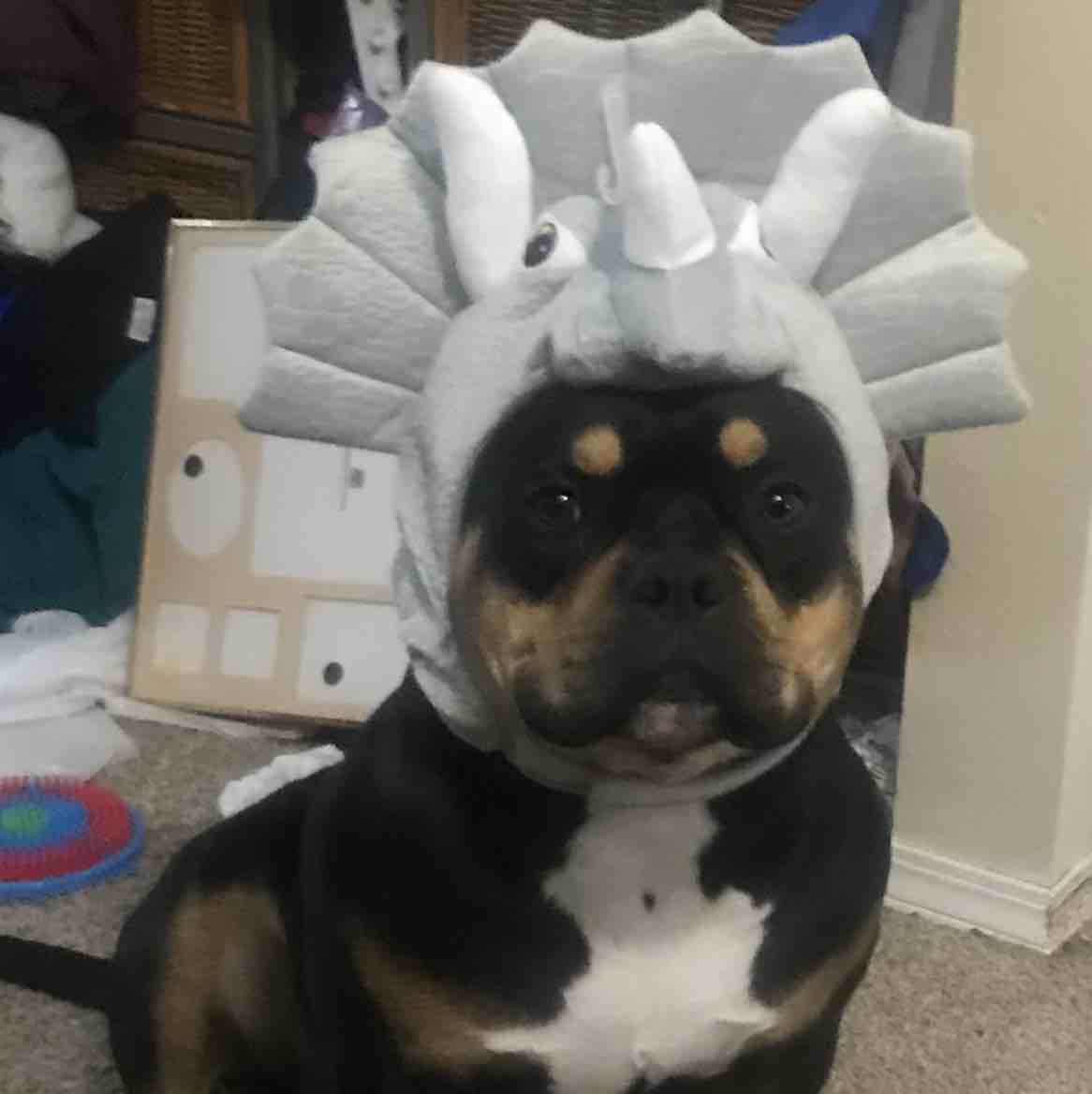 A picture of Damien, a 5 years 9 months old Other dog.