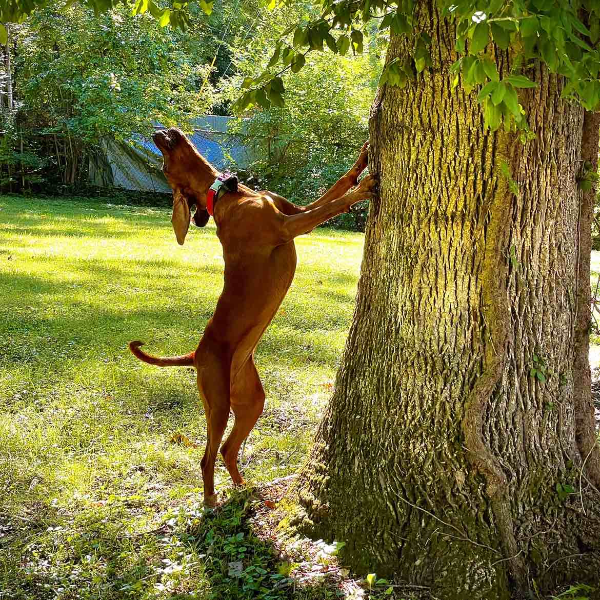 A picture of Winnie Pooh, a 4 years 11 months old Other dog.
