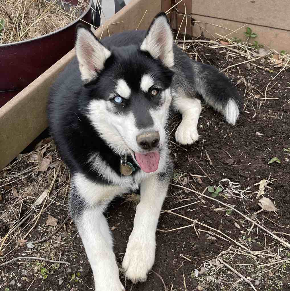 A picture of Jingles, a 2 years 9 months old Other Mix dog.