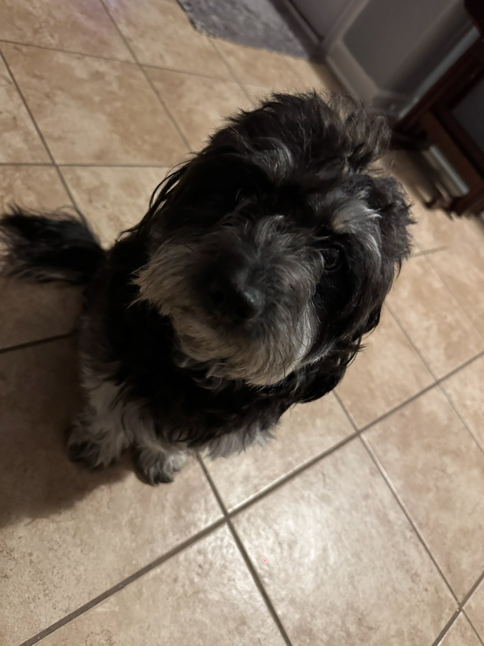 A picture of Doodle Bear, a 1 year 11 months old Other Mix dog.