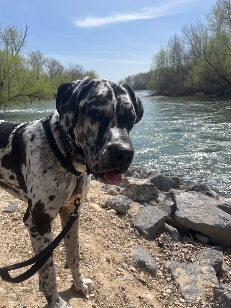 A picture of VooDoo, a 1 year 2 months old Other dog.