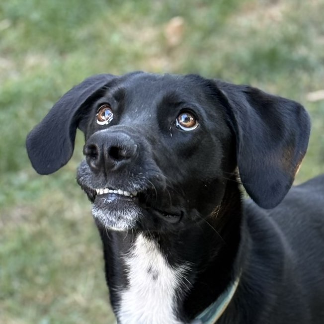 A picture of Maggie, a 1 year 8 months old Other Mix dog.