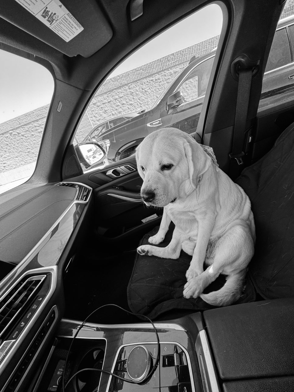 A picture of Leo Bawsky, a 1 year 8 months old Other dog.