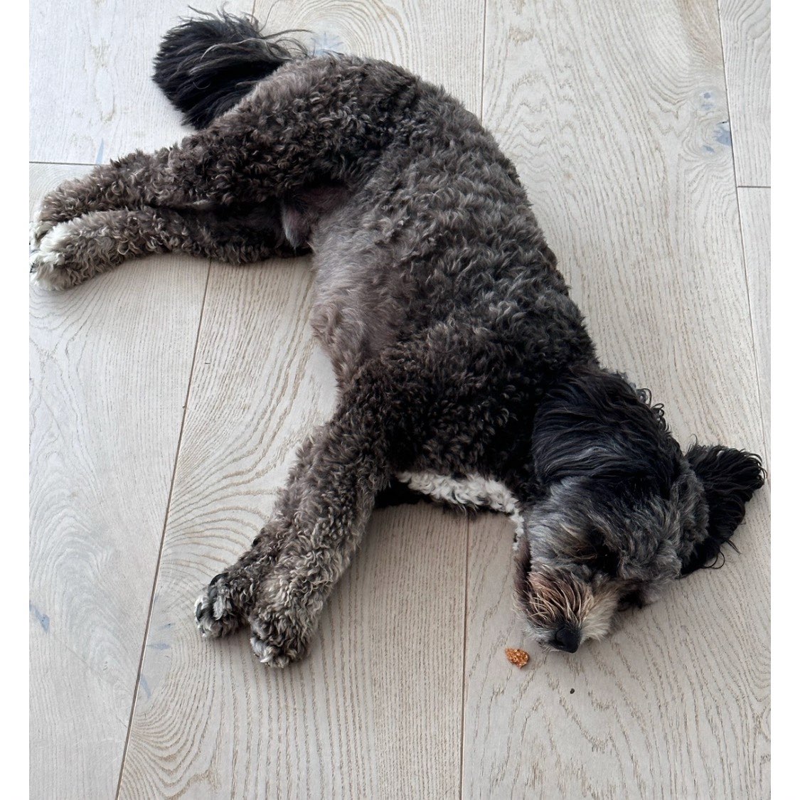 A picture of Oreo, a 5 years 1 month old Other dog.