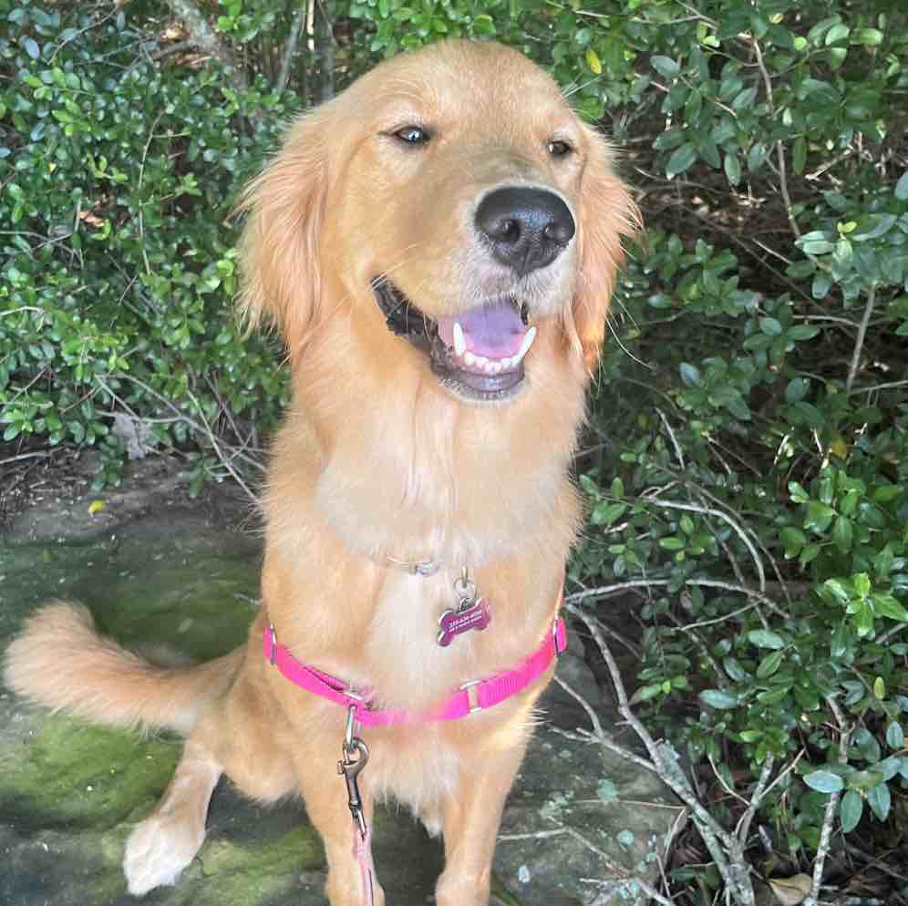 A picture of Dolly Sue, a 3 years 3 months old Other dog.