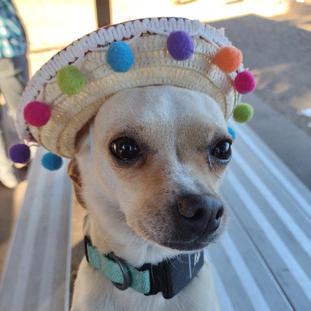 A picture of Hoshi, a 4 years 6 months old Other dog.