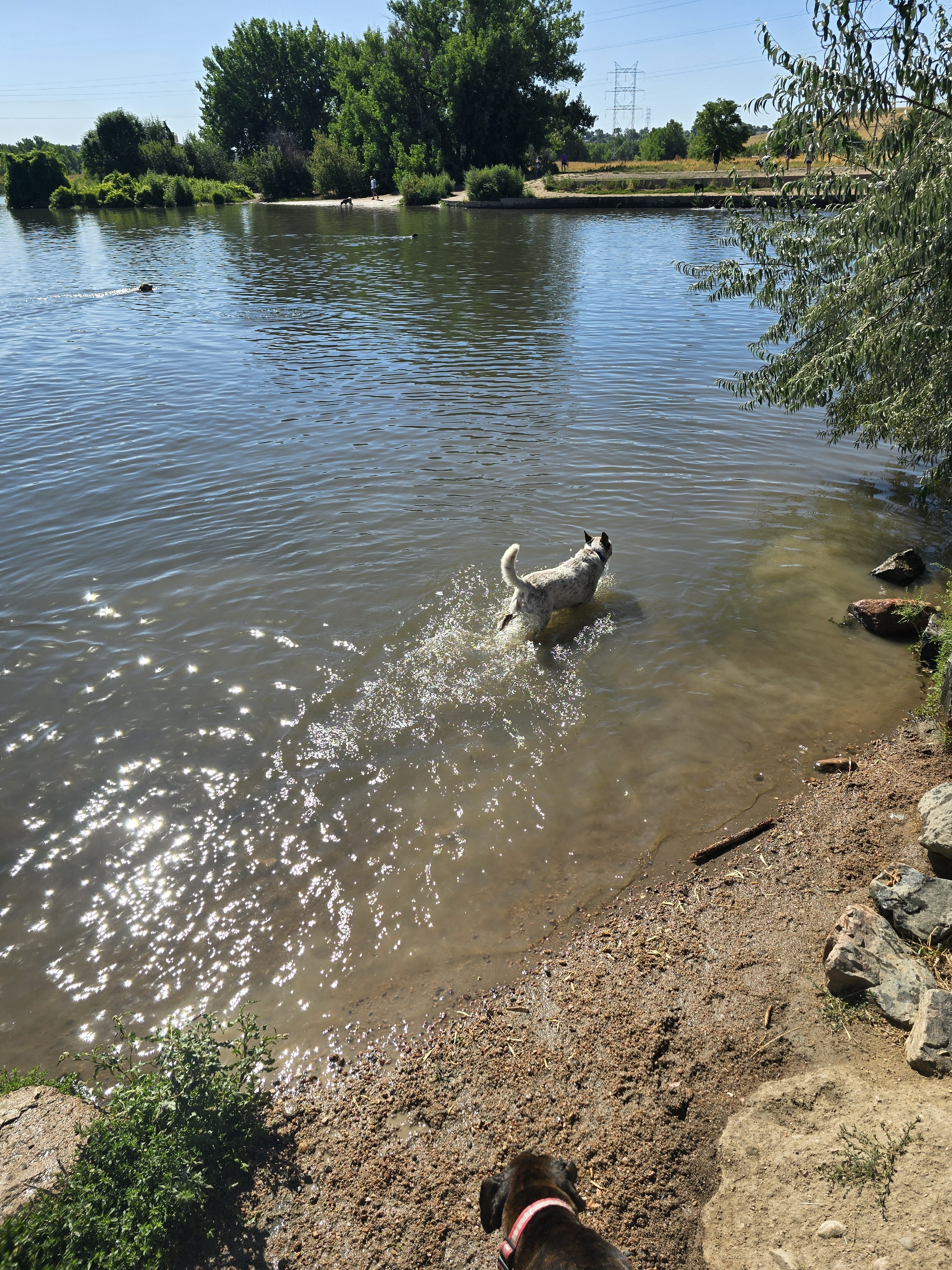 A picture of Gus Wayne, a 4 years old Australian Cattle Dog dog.