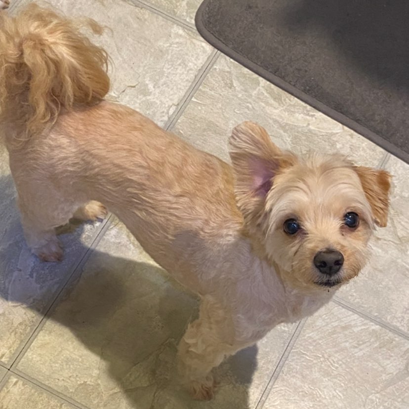 A picture of Whiskey, a 9 years 10 months old Other Mix dog.