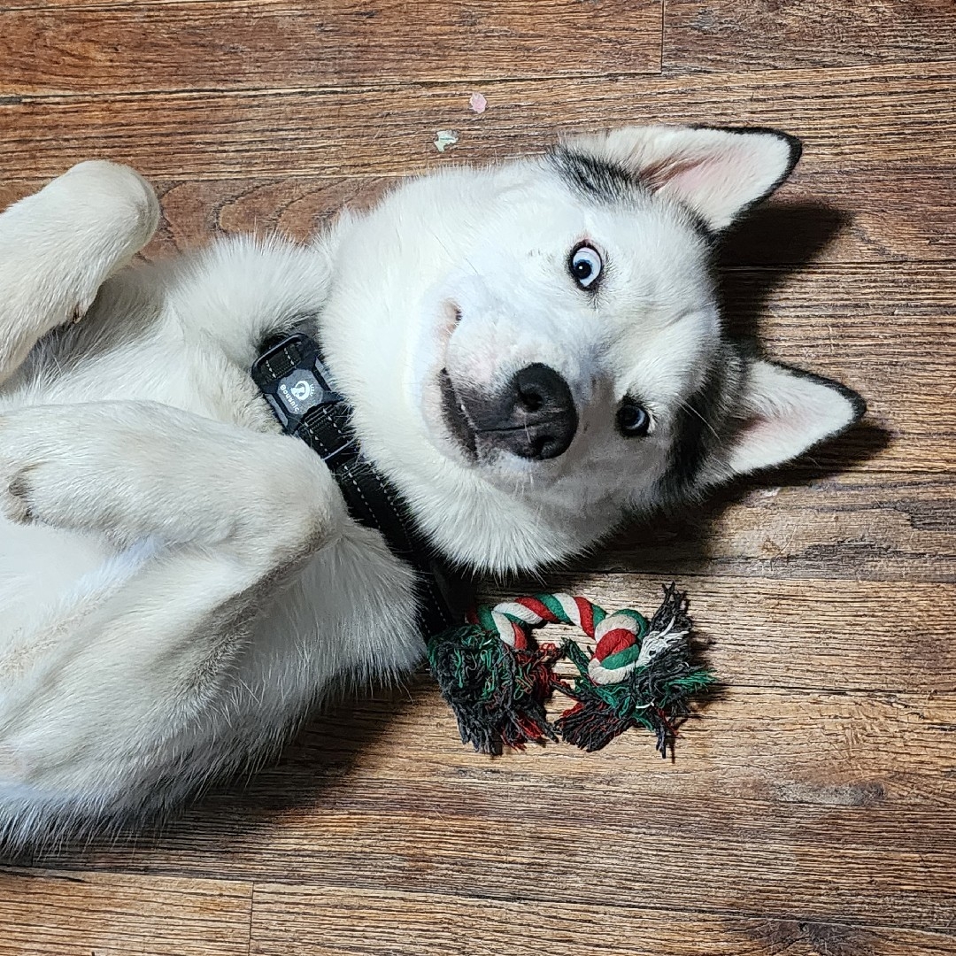 A picture of Chico, a 2 years 6 months old Other dog.