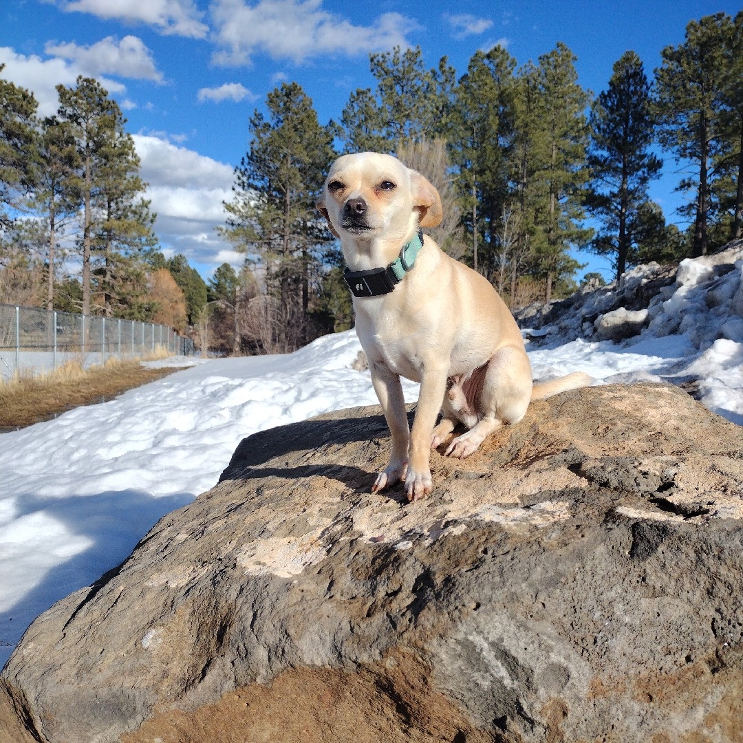 A picture of Hoshi, a 4 years 6 months old Other dog.