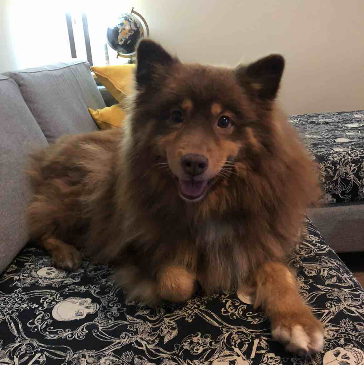 A picture of Aleutian, a 10 years 5 months old Other dog.