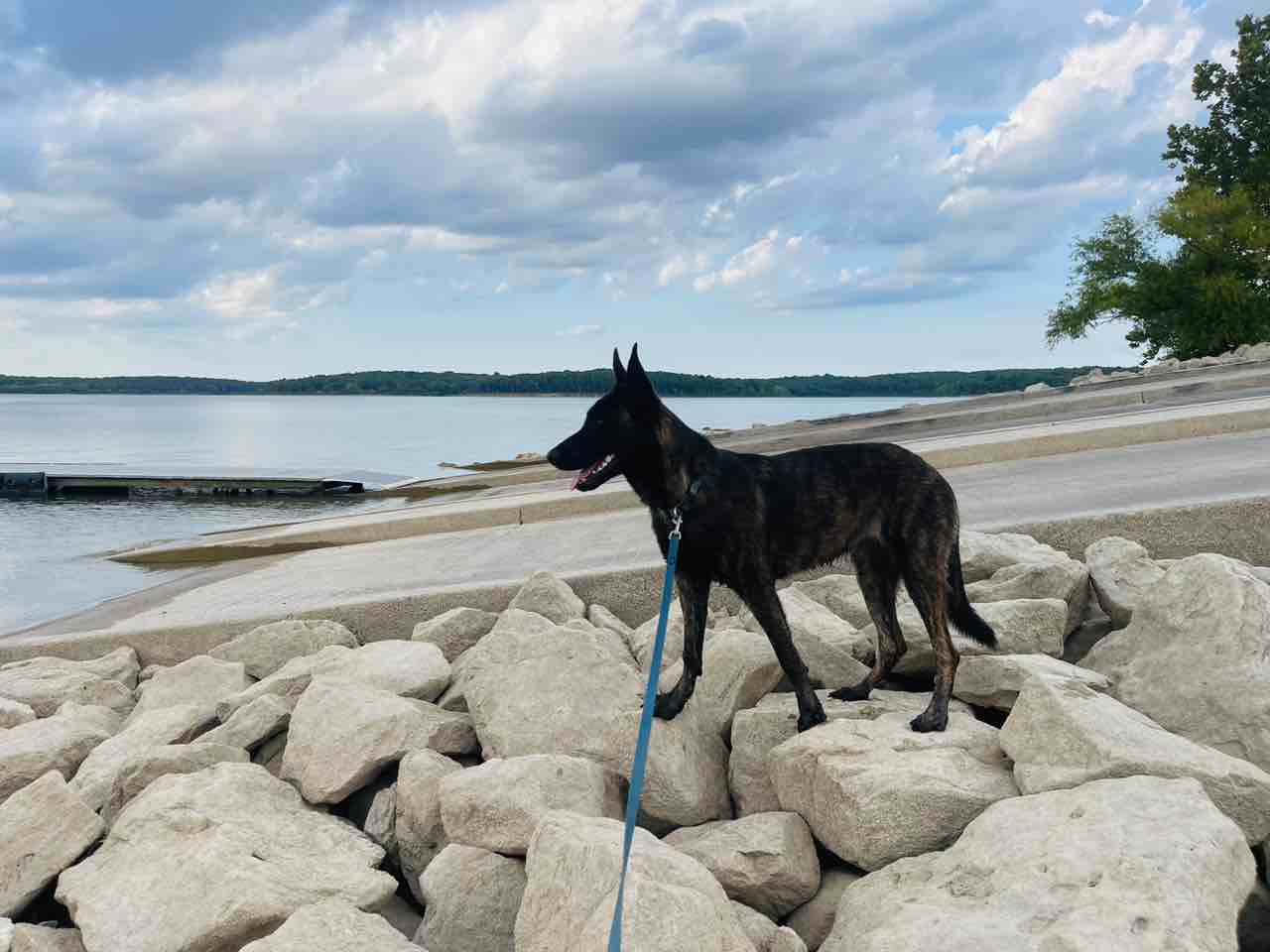 A picture of Mina, a 3 years 6 months old Other dog.