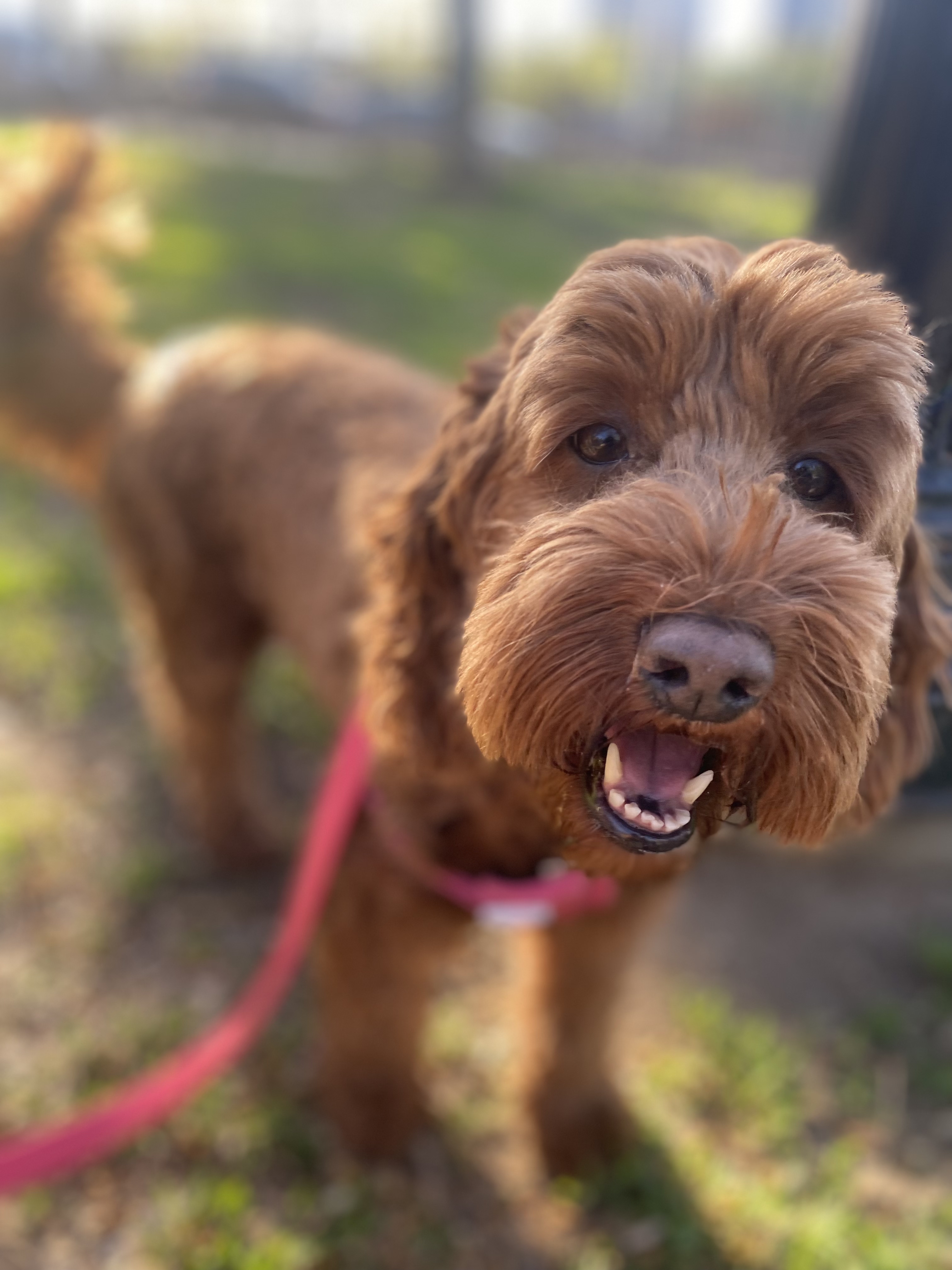 A picture of Poppina, a 4 years 9 months old Irish Doodle Mix dog.