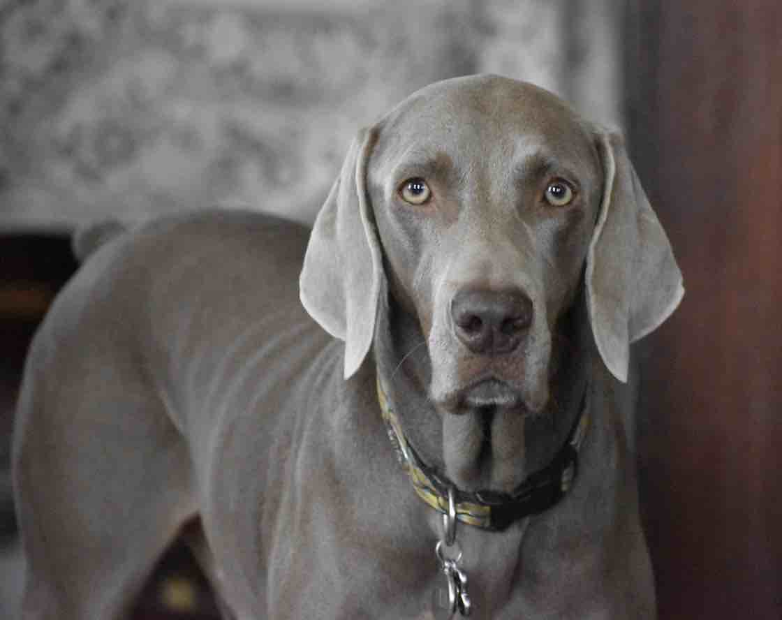 A picture of Teague, a 9 years 11 months old Other dog.