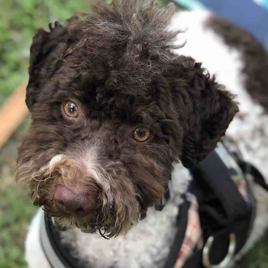 A picture of Corben Dallas, a 3 years 7 months old Other Mix dog.
