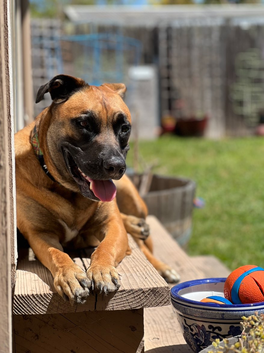 A picture of Ferdinand (Ferdi), a 4 years 2 months old Other Mix dog.