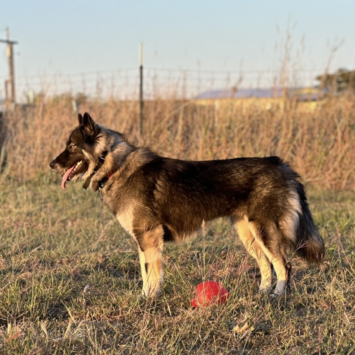 A picture of Rhea, a 1 year 10 months old Other dog.