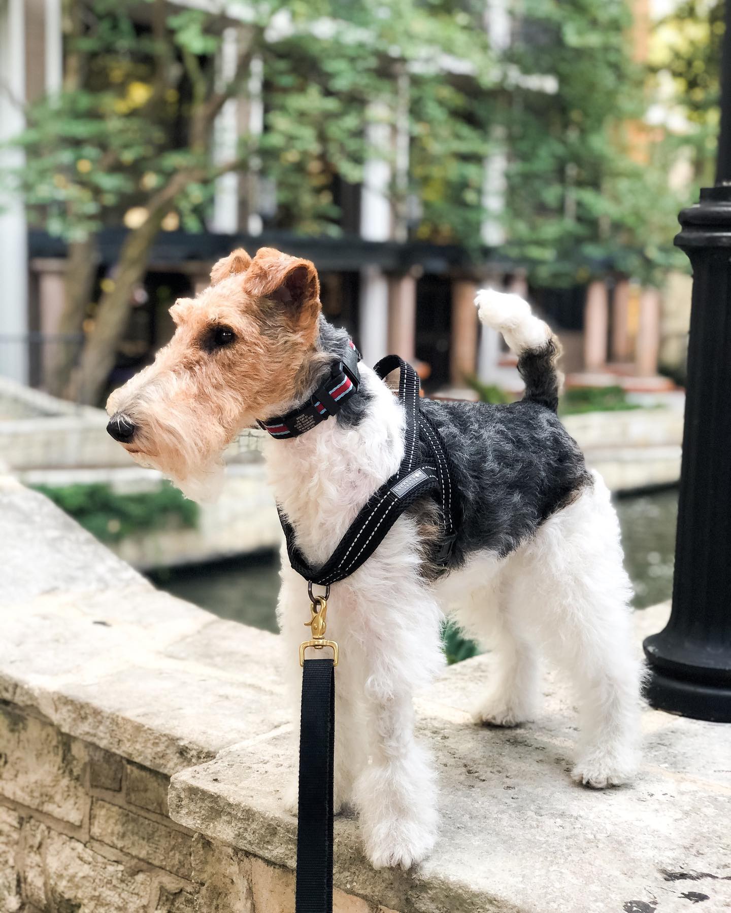 A picture of Spencer, a 6 years 2 months old Other dog.